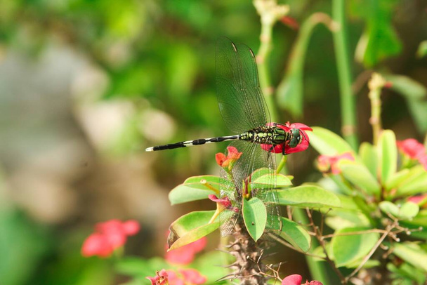 Κοντινό πλάνο macro dragonfly σε υποκατάστημα στη φύση. - Φωτογραφία, εικόνα