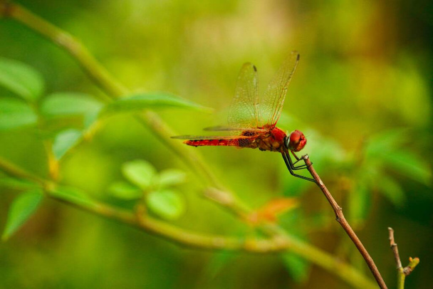Κοντινό πλάνο macro dragonfly σε υποκατάστημα στη φύση. - Φωτογραφία, εικόνα