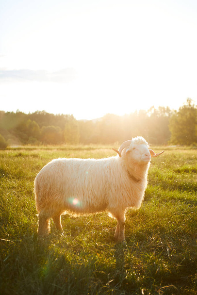 Güzel bir arazide koyun otlatıyor. Yaz gün batımı ılık ışık - Fotoğraf, Görsel