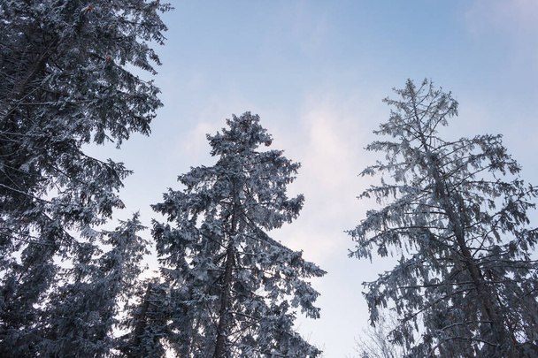 Winter trees.Beautiful winter forest in Carpathians. - Photo, Image