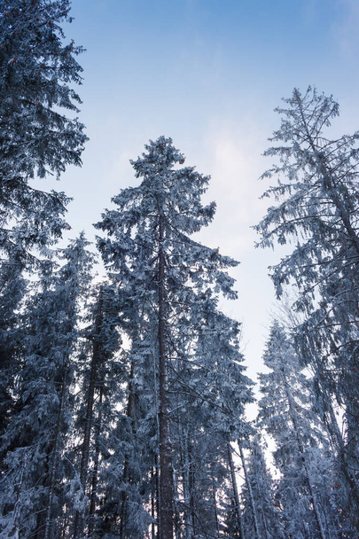 Schöne Winterbäume. Karpaten. - Foto, Bild