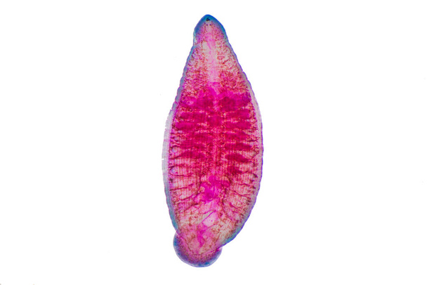 Leech of cattle and other grazing animals under the microscope for education. - Foto, Imagen