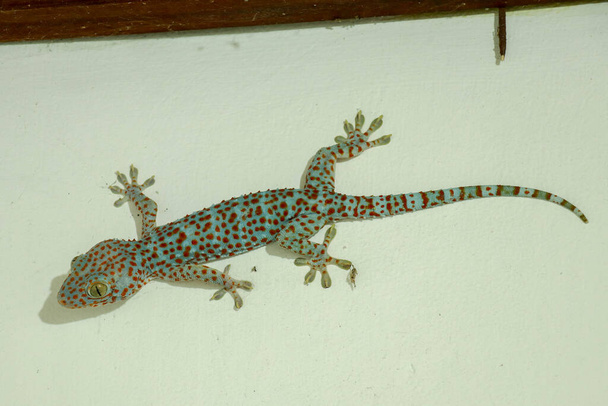 Мягкий селективный фокус tokay геккон, tucktoo на бетонной стене, зернистый текстурный фон. Большой взрослый геккон Гекко с оранжевыми пятнами. - Фото, изображение