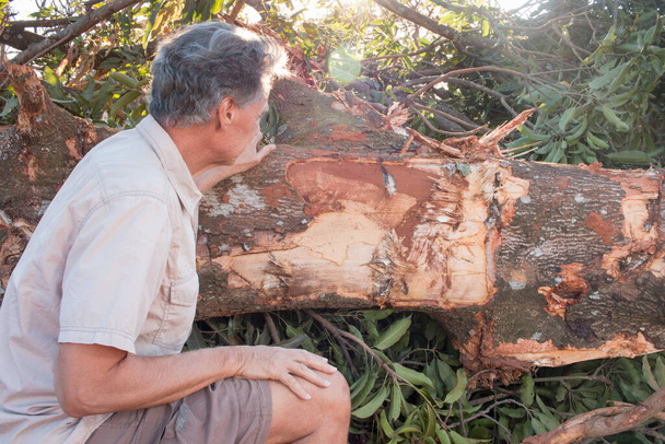 Der Biologe und Umweltschützer untersucht die Schäden an einem Avocado-Baum, der in einem Stadtgebiet von Brasilia, Brasilien, gefällt wurde, um Platz für eine Expansion im Nordwesten der Stadt zu schaffen. - Foto, Bild