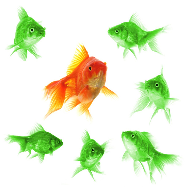 Goldfish - Photo, Image