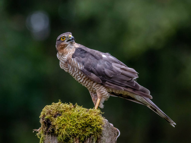 Bird of Prey - Sparrowhawk (Accipiter nisus), also known as the northern sparrowhawk or the sparrowhawk sitting on a trunk covered in moss. - Photo, Image