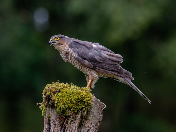 Πουλί του Prey - Sparrowhawk (Accipiter nisus), επίσης γνωστό ως το βόρειο σπουργίτι ή το σπουργίτι που κάθεται σε έναν κορμό καλυμμένο με βρύα. - Φωτογραφία, εικόνα