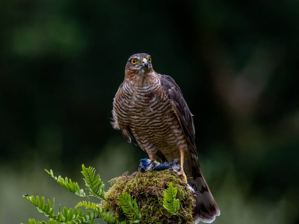 Oiseau de proie - Épervier (Accipiter nisus), aussi connu sous le nom d'Épervier nordique ou Épervier assis sur un tronc couvert de mousse. - Photo, image
