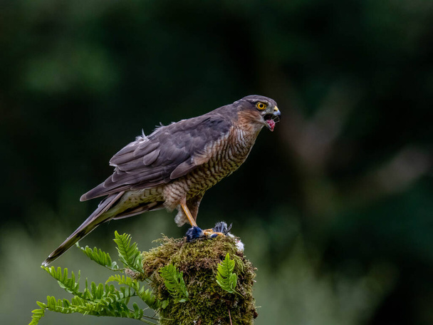 Bird of Prey - Sparrowhawk (Accipiter nisus), also known as the northern sparrowhawk or the sparrowhawk sitting on a trunk covered in moss. - Photo, Image