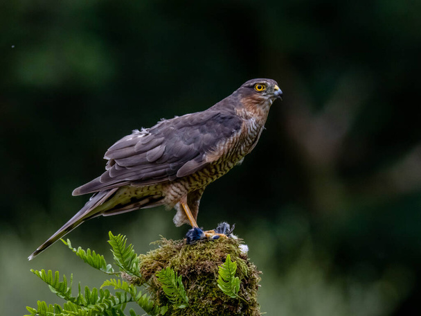 Bird of Prey - Sparrowhawk (Accipiter nisus), also known as the northern sparrowhawk or the sparrowhawk sitting on a trunk covered in moss. - Foto, Bild