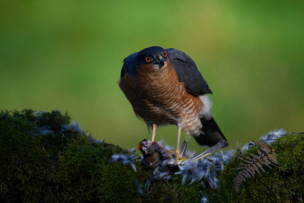 Sparrowhawk (Accipiter nisus), zittend op een plukpaal met prooi. Schotland, Verenigd Koninkrijk - Foto, afbeelding