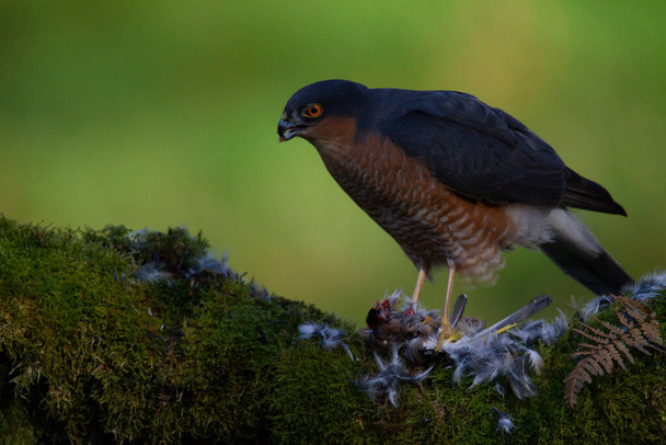 Sparrowhawk (Accipiter nisus), perched sitting on a plucking post with prey. Scotland, UK - Photo, Image
