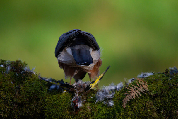 Sperber (Accipiter nisus) hockt auf einem Pfahl mit Beute. Schottland, Großbritannien - Foto, Bild