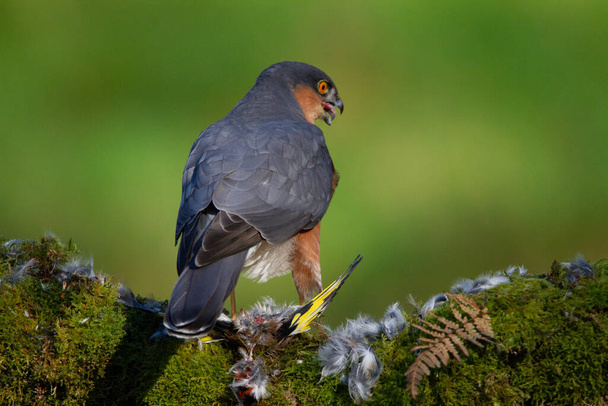 Sparrowhawk (Accipiter nisus), сидів на стовпі з здобиччю. Шотландія (Велика Британія) - Фото, зображення