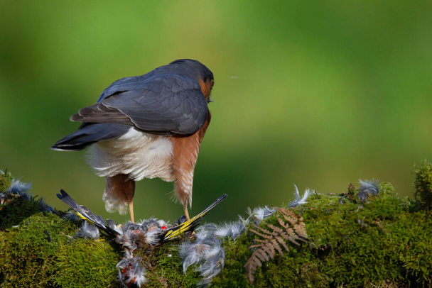 Sparrowhawk (Accipiter nisus), perched sitting on a plucking post with prey. Scotland, UK - Φωτογραφία, εικόνα