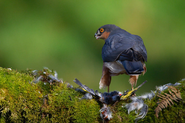 Sparrowhawk (Accipiter nisus), zittend op een plukpaal met prooi. Schotland, Verenigd Koninkrijk - Foto, afbeelding