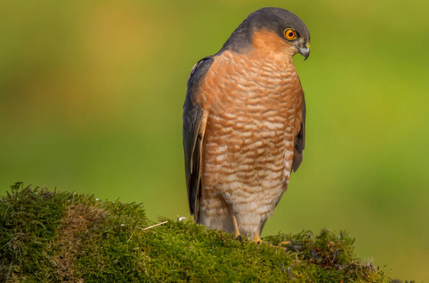 Sparrowhawk (Accipiter nisus), perched sitting on a plucking post with prey. Scotland, UK - Photo, Image