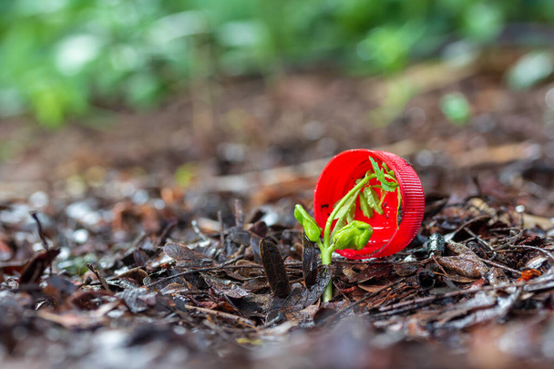 Water Bottle cap on Ground  withTree seedlings - Photo, Image