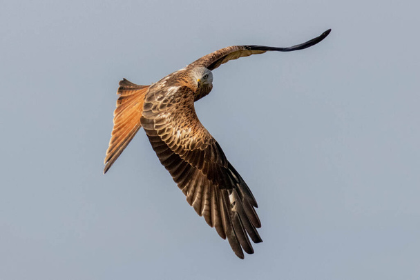 Red Kite in flight (Milvus Milvus) - Photo, Image