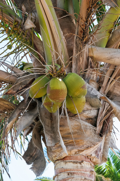 Kookospalmu (cocos nucifera) puu Lanzaroten Kanariansaarilla S
 - Valokuva, kuva