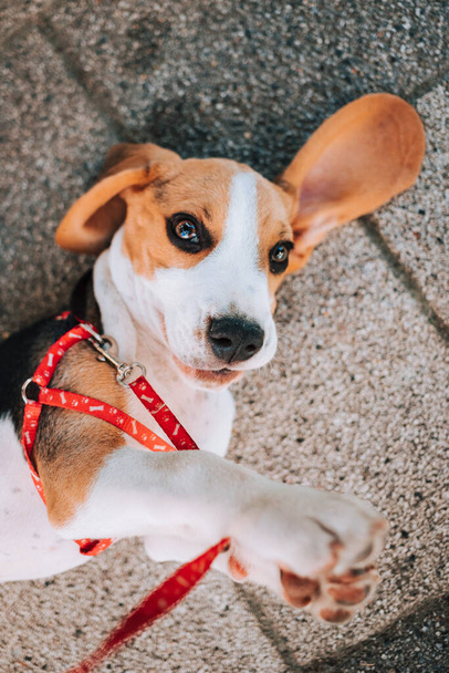 Genç Beagle köpek yavrusu beton karolarda kırmızı tasmasıyla oynuyor.. - Fotoğraf, Görsel