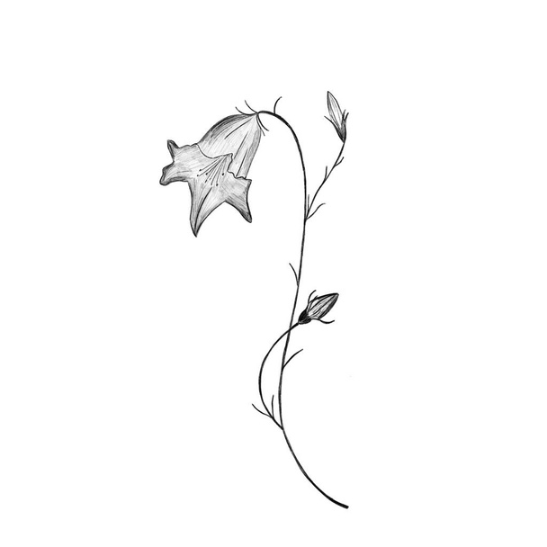 Bleistiftzeichnung Glockenblume isoliert auf weißem Hintergrund. Elegante Frühlingsblume. Verpackung, Tapete, Textil, Bettwäsche, Postkarte, Becher, Utensiliendesign - Foto, Bild