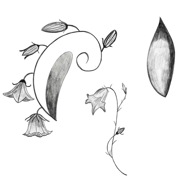 Bellflower, folhas, campanula desenho a lápis isolado em branco. Cartão postal, caneca, utensílio, roupa de cama, têxtil, design de artigos de papelaria
 - Foto, Imagem