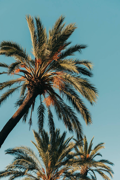 Palm trees in clear and blue sky in sunset light. - Fotografie, Obrázek
