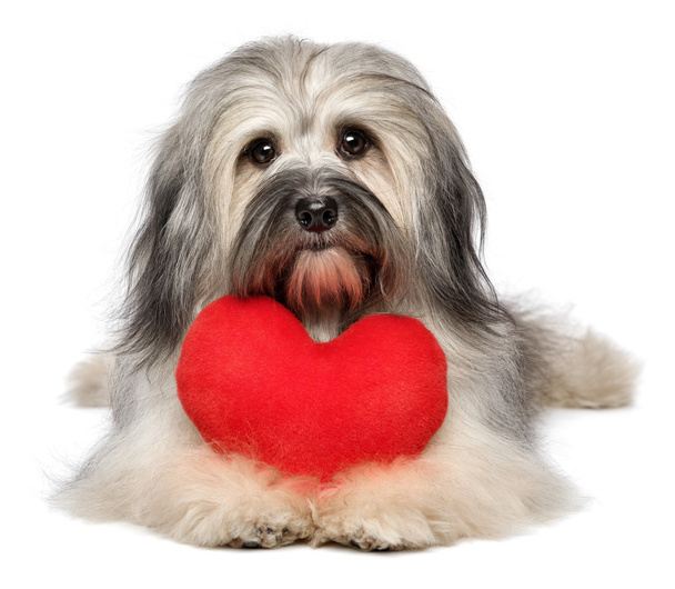 Mignon amant Valentin Havanais chien avec un coeur rouge
 - Photo, image