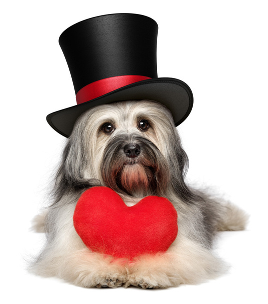 Amante valentine Havanese perro con un corazón rojo y sombrero de copa negro
 - Foto, Imagen