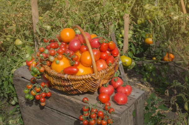 Hortalizas recién cosechadas de agricultores locales. Tomates en una cesta en la vieja mesa de madera. - Foto, imagen