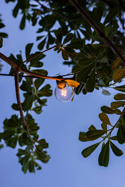 ampoules suspendues aux arbres, fête - Photo, image