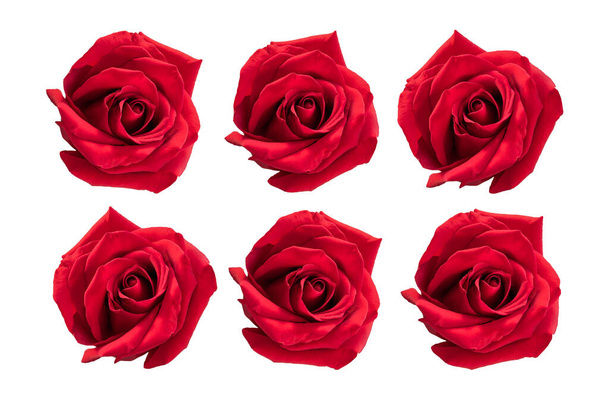 Rosas vermelhas isoladas em branco
. - Foto, Imagem