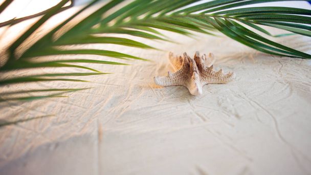 Tropical beach A green palm leaf, and lonely starfish, lie on white fine sand. Desktop wallpaper. - Photo, image