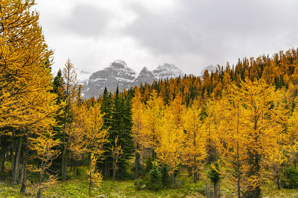 осінній ліс з гірським піком восени кольоровий сезон
 - Фото, зображення
