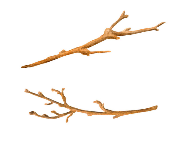Στεγνά κλαδιά δέντρου υδατογραφίας. Χέρι ζωγραφισμένα γυμνά κλαδιά και ραβδιά που απομονώνονται σε λευκό φόντο. Ξύλινα στοιχεία για διακόσμηση - Φωτογραφία, εικόνα