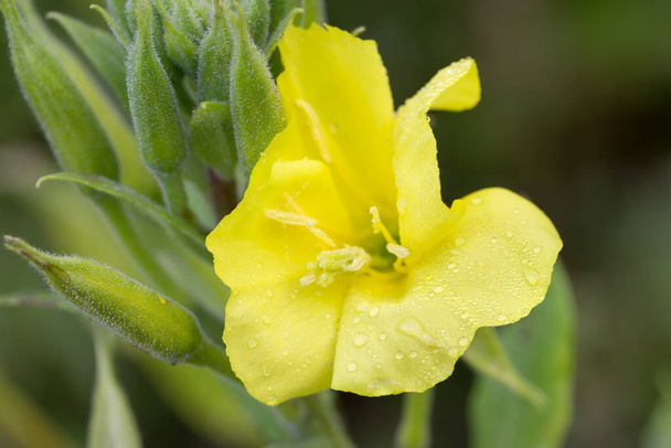 Oenothera biennis flores amarillas de onagra comunes en el prado macro enfoque selectivo - Foto, imagen
