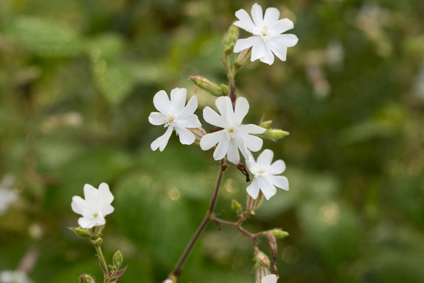 Silene latifolia, Melandrium album,  white campion flowers in meadow  macro selective focus - Photo, Image