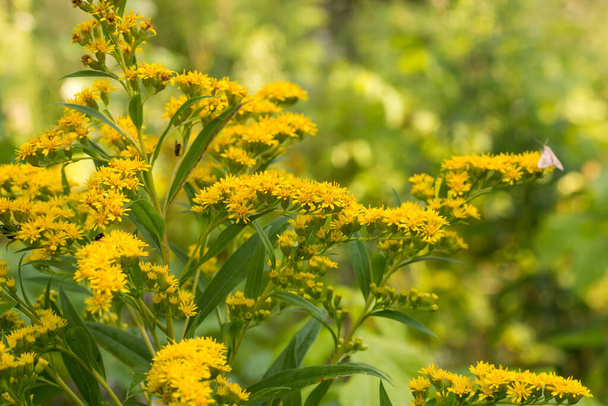 Solidago canadensis Canada goldenrod yellow flowers in meadow macro selective focus - Photo, Image