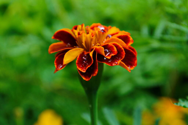 Prachtige marygold bloem met ochtenddruppels dauw close up - Foto, afbeelding