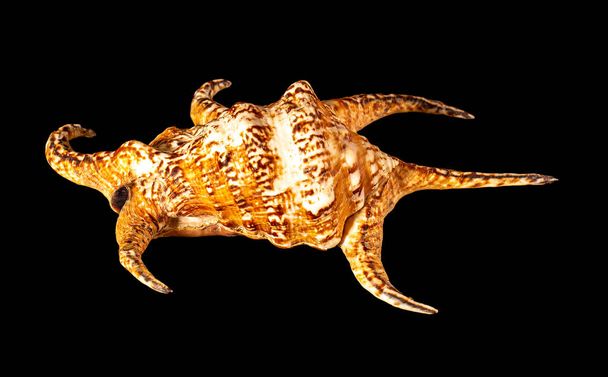 Fekete alapon elszigetelt tengeri kagyló. A Lambis a nagy tengeri csigák nemzetsége, más néven pókkagylók, tengeri haslábú puhatestűek a Strombidae családban. - Fotó, kép