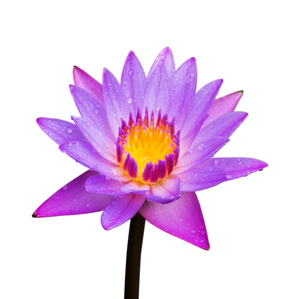 Lotus blossoms or water lily flowers blooming - Photo, Image