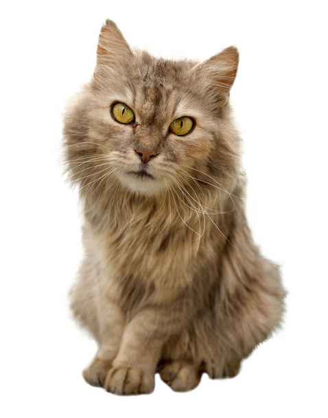 Cat gray sits Isolated on a white background - Photo, Image