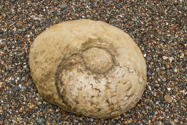 Аммониты - одна из древних окаменелостей. Это головоногие, которые носили круглые раковины.. - Фото, изображение