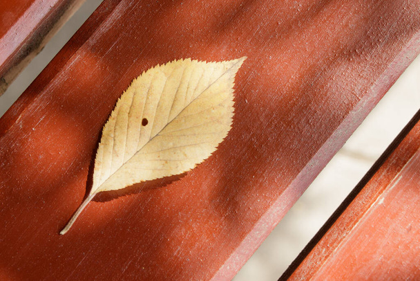 Podzimní žlutý list s otvorem leží na dřevěné červenohnědé stinné lavičce. Detailní záběr. - Fotografie, Obrázek