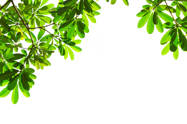 Green leaves frame on white background - Photo, Image