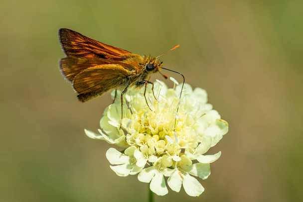 大規模なスキッパー-ヨーロッパの牧草地や草原、ハブラニキ、チェコ共和国からのオクロードシルバヌス、小さなオレンジ色の蝶. - 写真・画像