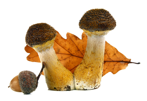 Mushrooms - Фото, зображення