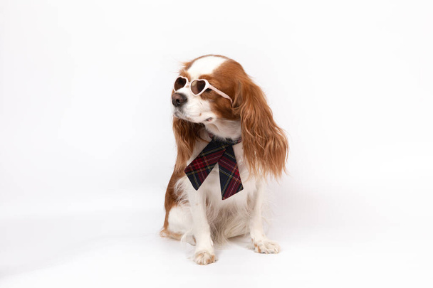 Pieni spanieli koira solmio ja lasit - Valokuva, kuva