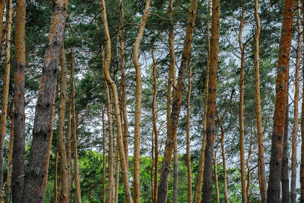 smrkový les, pinery, borový les, borovice, pohádkový les, nedotčený smrkový les - Fotografie, Obrázek